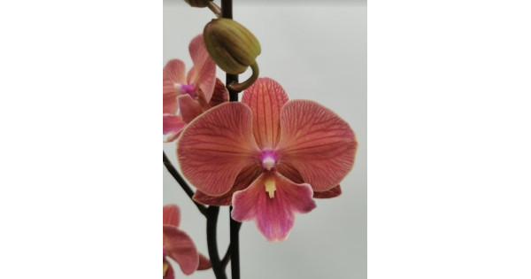Phal. Hybrid №493 big lip-